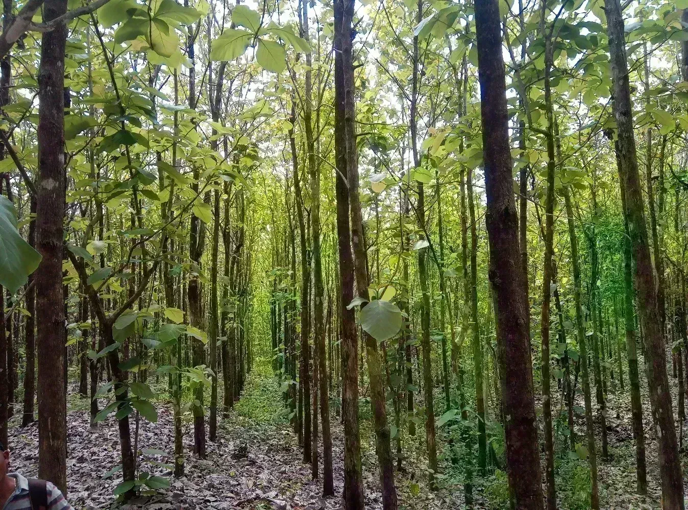 Carbono Ganados y Bosques